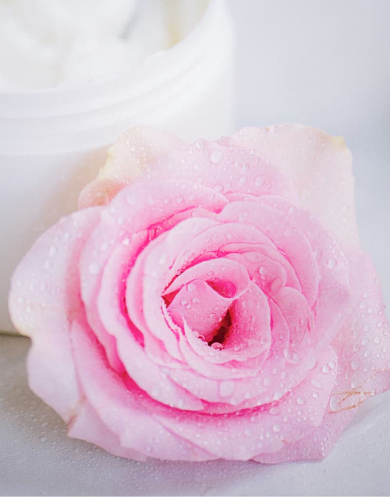 rose rose